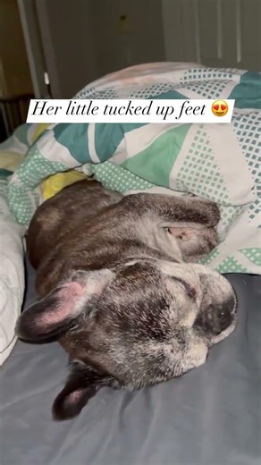 Sweet Abby girl #frenchie