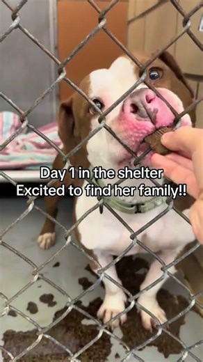 The shelter can be hard on dogs If you are looking to adopt, foster please considerlong term dogs