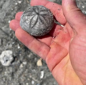 Fun beach day finding stuff!! | The Crystal Collector