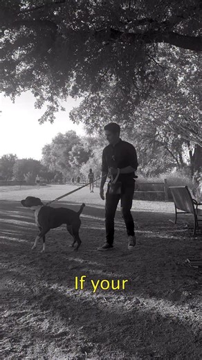 87 comments | Does your pup bark at other dogs?  Nick’s breaking it down step-by-step — how to help your pup build confidence and stay calm around other pups.  He uses Good Dog Food to reward relaxed, positive behavior!  And lucky for you — you can grab Good Dog Food for $5 off at PetSmart right now! Don’t miss out! | Pupford | Facebook