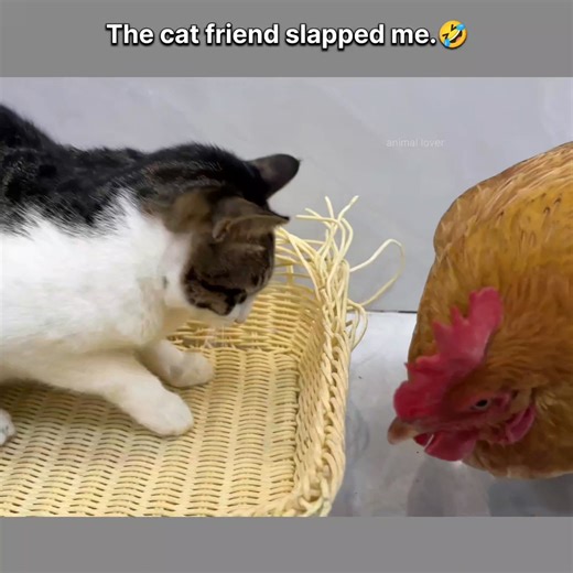 The cat friend slapped me.🐈😂 . . . #videoviralシ #catlovers #animallover #fblifestyle #viralvideo #newvideo | animal lover