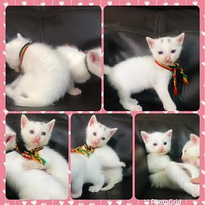 15 reactions · 20 shares | Caso Externo Gemelas(hembras) NUBE Y NIEVE BUSCAN EXCELENTE HOGAR RESPONSABLE Y PARA SIEMPRE TIENEN MES Y MEDIO COMEN NUTRAPRO USAN ARENERO DESPARASITADAS JUGUETONAS SOCIABLES Se darán con kit de bienvenida Compromiso de esterilización MÁS INFORMACIÓN AL 0992883355 | Adopción Animal Guayaquil - AG | Facebook