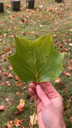 Here’s a little video on tulip tree (Liriodendron tulipifera) that I shot a while ago. . #tuliptree #tree #trees #treestagram #plants #plantsofinstagram #plant #botanical #arboristofinstagram | Levitreeschool