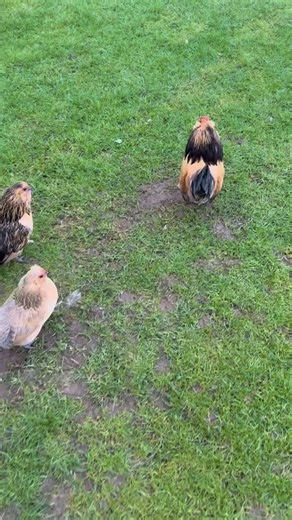 🐔 🐥 💕 Cute and Funny Chicken Moments Around the House! #ChickenAtHome #HappyChickens #BackyardChickens #PetChickens #CuteChickens #ChickenLife #ContentMonetization #fblifestyle | Chicken Home V