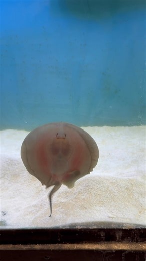 Motoro Stingray still available at The Fish Room - If you’ve been waiting for a stingray — this is your sign 👀 Healthy, eating great, active & growing fast. | The Fish Room