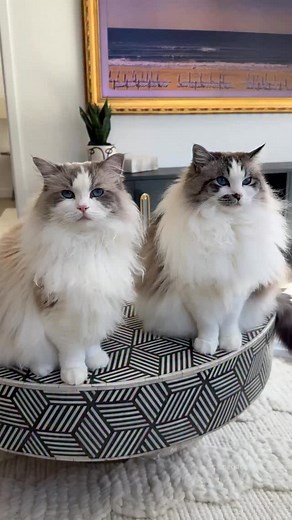 And we don’t even have to go grocery shopping #sirgeorge #ragdolls | Sir George