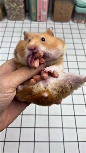 Amazing Hamster Facts #hamster #hamsters #animalfacts #cuteanimals #funfacts