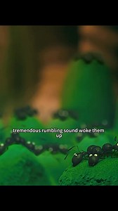 The battle of red and black ants 🐜 #fypシ゚viralシfypシ゚ #fypシ゚ #fypviralシ #fbreelsfypシ゚viralfbreelsfypシ゚viral #fbreelsvideo | Clip Carousel