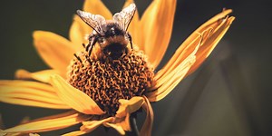 A guide to bee-friendly plants