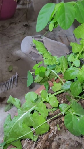 Green Latus in the rooftop garden
