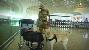 4.5K views · 162 reactions | "Incredible Partners, Unstoppable Security: Our Canine Force" #CISF K9 force, trained in explosives detection, plays a crucial role in securing sensitive establishments. Working in tandem with CISF personnel, they contribute immensely in thwarting potential threats. #ForceMultiplyer #Fearless #Comrade #CanineSquad | Central Industrial Security Force - CISF | Facebook
