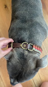 49 reactions | Elevate your fur friends style with our Custom Paracord Collar and Waterproof Biothane Lead. Our stylish accessory will ensure your furry companion stays pawfectly chic and secure all day, every day. Shop the exclusive range now. | Native Collars | Facebook