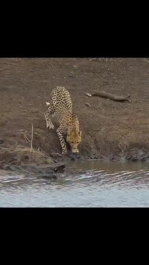 #crocodile #attack #wildlife #wildanimals #animals #animalslife #animalslifesmatter