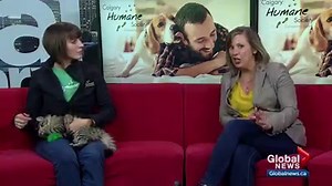 3.8K views · 19 reactions | Calgary Humane Society Pet of the Week: Hunter | Global Calgary | Facebook