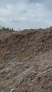 113K views · 64K reactions | FAQ #5: How many hours of planting per day? Answer: We typically plant for 8 to 9 hours a day. However, on days with shorter drives to the block, we might extend our working hours to around 10. HELP ME PLANT TREES - LINK IN BIO #trees #treeplanting #treeplanter #planttrees #plantingtrees | Antomos | Facebook