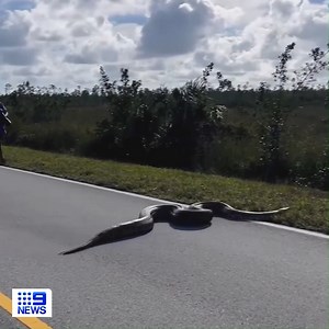 Why did the snake cross the road? 🐍 A 15-foot Burmese python has stopped traffic in the US as it slithered across a road in Everglades National Park. The driver who posted the video alerted authorities as the reptile is considered an invasive species in the area. #9News | WATCH LIVE 6pm | 9 News Adelaide