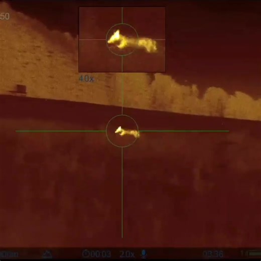Thermal scope Fox control #professionalpestcontroller #pestspecies #pestcontrol #EnvironmentalManagement #thermal #viral | vermin control Scotland