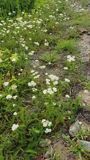 Apios americana reminds me of your ma  #gardening #naturewalk #newengland #Summer #education #botany #wildflowers #pollinatorgarden #guidedwalk | Botanicmanic | Facebook