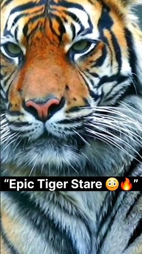 Tiger Close-Up 4K | Powerful Wildlife Moment 🐅🔥