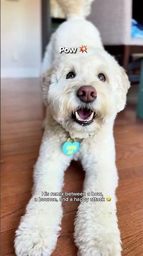 Oh so clever tricks! #poodles and #doodles