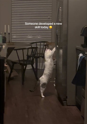 Curious Cat Mastering New Skills