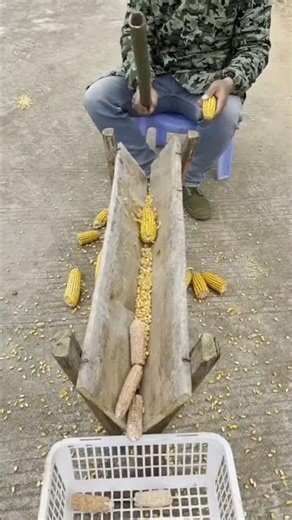 Unbelievable Corn Shelling Machine 🌽🔥 | Simple Tool, Crazy Speed!