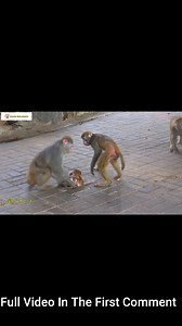80K views · 1K reactions | Poor baby monkey was thrown into the sky by mother monkey, crying baby monkey is so pitiful#1 | Monkey history 2024 | Facebook