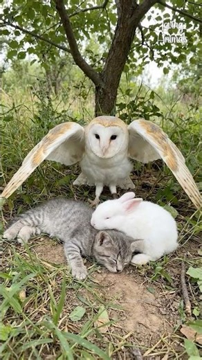 Owl Protects Sleeping Kitten and Bunny With Its Wings
