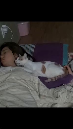 Cat would attack its owner at night😾|#shorts