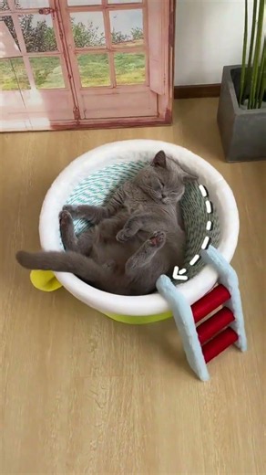 A Teacup Cat Bed That Kitty Can Scratch & Nap In! ☕🐱💤 Too Cute!#TeacupCatBed #CatScratcher #CatBed