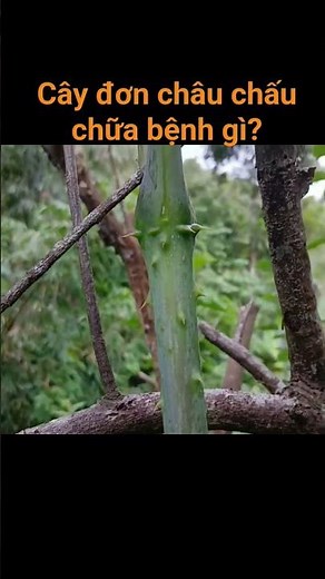 What diseases does the locust tree (Centella asiatica) treat? #mountainjourney