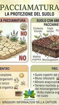 👉 Why nature never leaves the soil bare 🌱