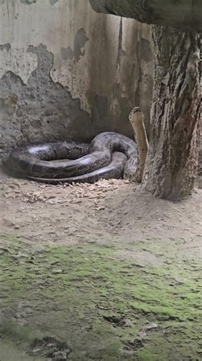 rabbit vs python who wins #survival #wildlife