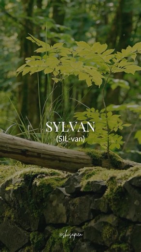 Where dawn unfolds | SYLVAN 🌳