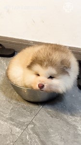 7.2K views · 19 reactions | Hilarious dog squeezes into tiny box | Girly Panda | Facebook