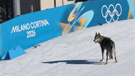 Video shows dog crash Olympics cross-county ski race