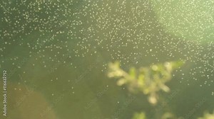 A flock of midges in the woods. Stock Video