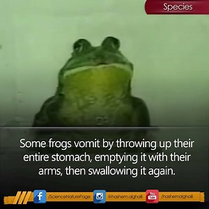 439K views · 6.4K reactions | Wait for it. (Viewer Discretion is Advised) | Hashem Al-Ghaili | Facebook