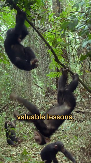 3.4K views · 73 reactions | Back in the forest, ZZ and Purine are...