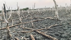 Destroyed mangrove forest scenery, Mangrove forests are destroyed and loss from the expansion of habitats. Expansion of habitats destruction the environment,mangrove forests degradation