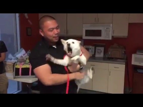Shiba Inu reunited with her owner at Wags