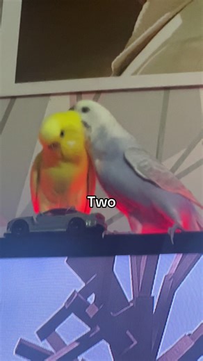 EXPLAINATION- the blue bird “Wiggle” very suddenly passed away in January and the yellow one “Solero” would sit with her head down after Wiggle died, so I got her a friend “Casper” and she just isn’t the same since Wiggle, Solero and Wiggle did everything together. She just misses her friend #viral #bird #fyp #animal #friends