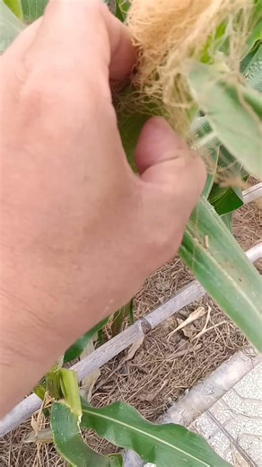 what color is the corn?