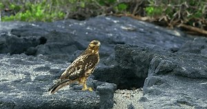 Galápagos Hawk Surrounded By Black Volcanic Stock Footage Video (100% Royalty-free) 3507042867 | Shutterstock