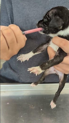 How to Feed a 2-Week-Old Puppy Who Lost Its Mom 😭🐶🍼