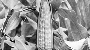 The Life Cycle of the Maize