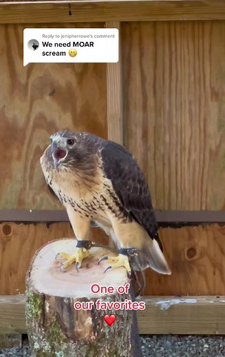 Scream of the Red-Tailed Hawk: Wildlife Education Ambassadors