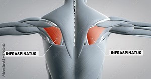 Musculus infraspinatus, spine, detailed display of muscles, human muscular system, 3D animation of human anatomy, 3D render
