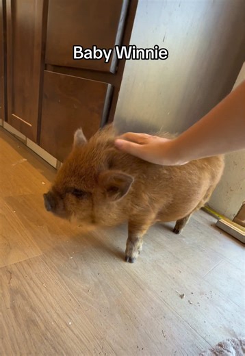 Adorable Mini Pig Moments That Will Melt Your Heart