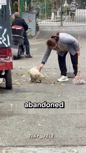 This dog was traumatized by what they did to him #supportdog #rescuedogs #dog